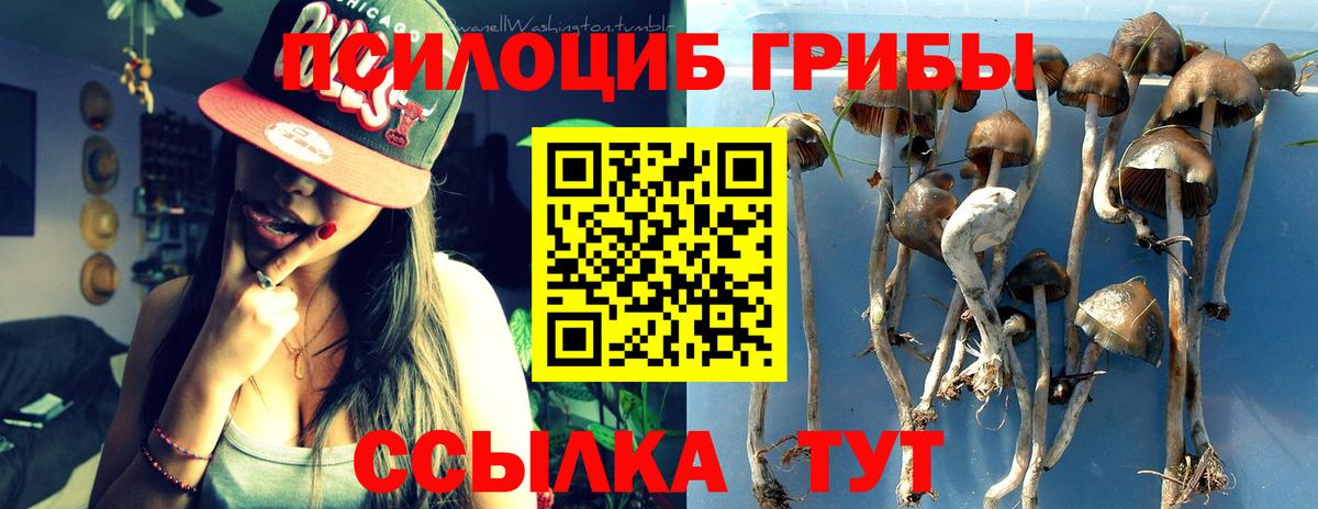 Галлюциногенные грибы Psilocybine cubensis Котлас