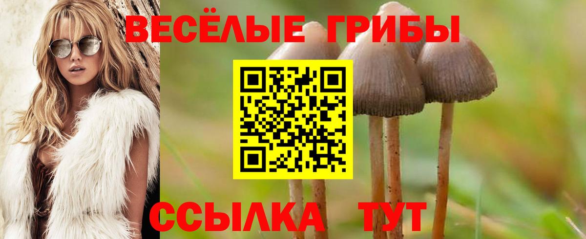 Котлас  Псилоцибиновые грибы прущие грибы  Вход с VPN 